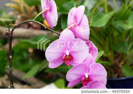 蝴蝶蘭 Phalaenopsis 胡蝶蘭 Flower 蘭花 はな Moth Orchid 花卉 蝴蝶蘭 Phalaenopsis 胡蝶蘭 Flower 蘭花 はな Moth Orchid 花卉 40970084