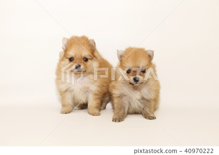 博美犬兄弟 图库照片