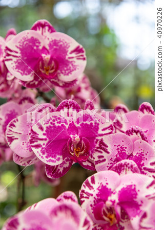 士林官邸蘭花展 台湾士林官邸らん展 Moth Orchid 蝴蝶蘭 Phalaenopsis 胡蝶蘭 40970226