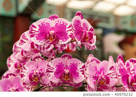 Shilin official residence orchid exhibition Taiwan Shilin official exhibition Moth Orchid Phalaenopsis Phalaenopsis Hu Dielan Shilin official residence orchid exhibition Taiwan Shilin official exhibition Moth Orchid Phalaenopsis Phalaenopsis Hu Dielan 40970232