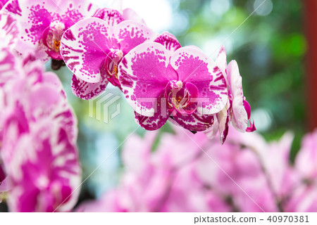 Shilin official residence orchid exhibition Taiwan Shilin official exhibition Moth Orchid Phalaenopsis Phalaenopsis Hu Dielan Shilin official residence orchid exhibition Taiwan Shilin official exhibition Moth Orchid Phalaenopsis Phalaenopsis Hu Dielan 40970381