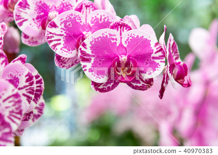 士林官邸蘭花展 台湾士林官邸らん展 Moth Orchid 蝴蝶蘭 Phalaenopsis 胡蝶蘭 士林官邸蘭花展 台湾士林官邸らん展 Moth Orchid 蝴蝶蘭 Phalaenopsis 胡蝶蘭 40970383