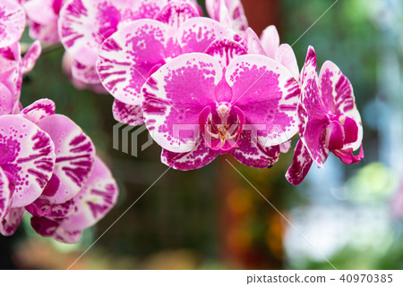 士林官邸蘭花展 台湾士林官邸らん展 Moth Orchid 蝴蝶蘭 Phalaenopsis 胡蝶蘭 士林官邸蘭花展 台湾士林官邸らん展 Moth Orchid 蝴蝶蘭 Phalaenopsis 胡蝶蘭 40970385
