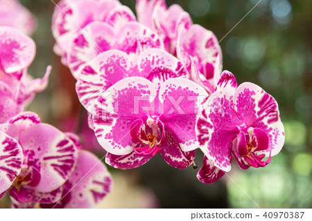 士林官邸蘭花展 台湾士林官邸らん展 Moth Orchid 蝴蝶蘭 Phalaenopsis 胡蝶蘭 40970387