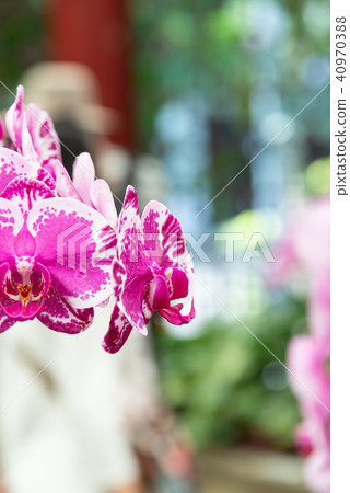 士林官邸蘭花展 台湾士林官邸らん展 Moth Orchid 蝴蝶蘭 Phalaenopsis 胡蝶蘭 士林官邸蘭花展 台湾士林官邸らん展 Moth Orchid 蝴蝶蘭 Phalaenopsis 胡蝶蘭 40970388