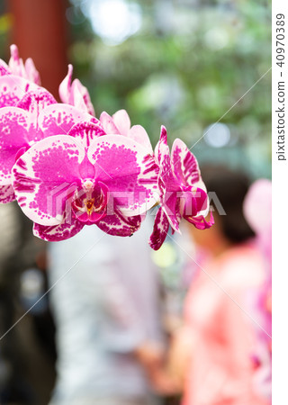 士林官邸蘭花展 台湾士林官邸らん展 Moth Orchid 蝴蝶蘭 Phalaenopsis 胡蝶蘭 士林官邸蘭花展 台湾士林官邸らん展 Moth Orchid 蝴蝶蘭 Phalaenopsis 胡蝶蘭 40970389