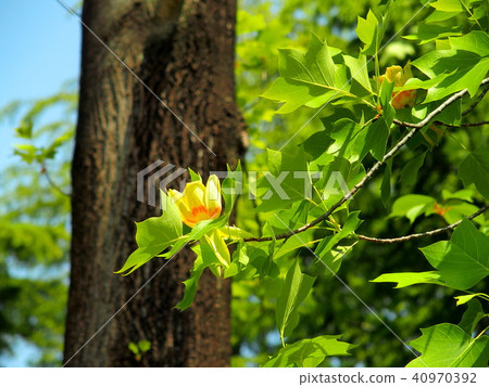 鬱金香與鮮花 鬱金香與鮮花 40970392
