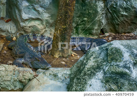 Siamese crocodile 40970459