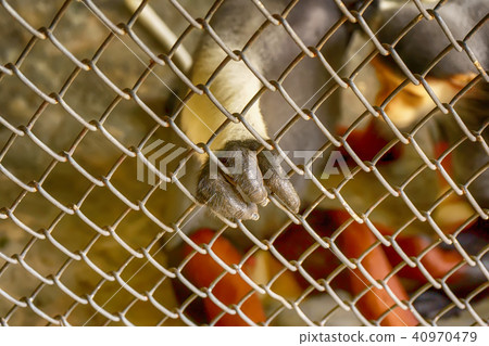 Hand of Red-shanked douc langur 40970479