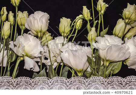 White flowers of Lisianthus with white border  40970621