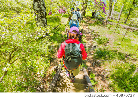 Mountain trail with fresh greenery Mountain trail with fresh greenery 40970727