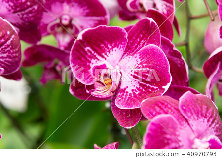 Shilin official residence orchid exhibition Taiwan Shilin official exhibition Moth Orchid Phalaenopsis Phalaenopsis Hu Dielan 40970793