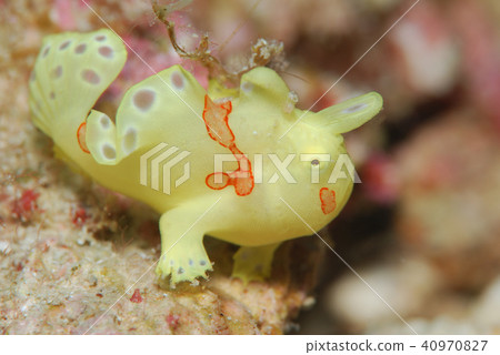 Frogfish Frogfish 40970827