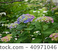 Nichinji寺的繡球花 40971046