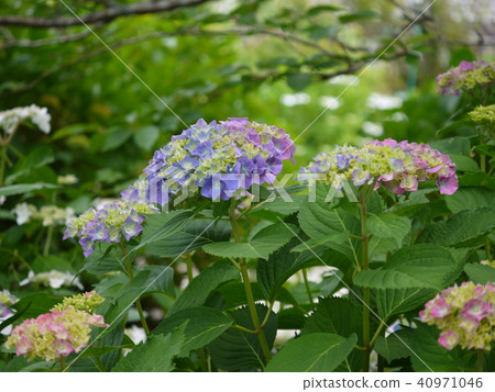 Nichinji寺的繡球花 40971046