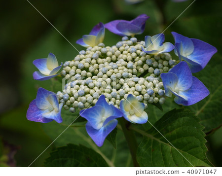 Nichinji寺的繡球花 40971047