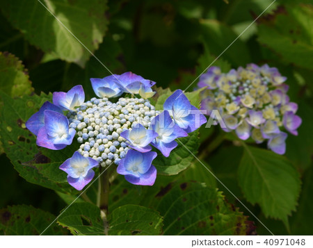 Nichinji寺的繡球花 40971048