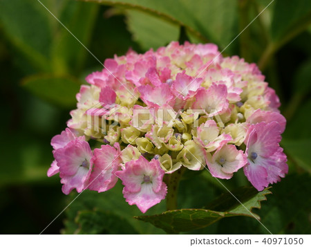 Nichinji寺的繡球花 40971050