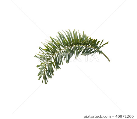 green foxtail palm leaf tree isolated on white green foxtail palm leaf tree isolated on white 40971200