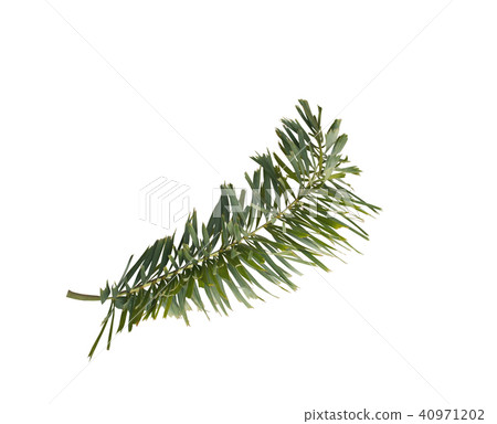 green foxtail palm leaf tree isolated on white green foxtail palm leaf tree isolated on white 40971202