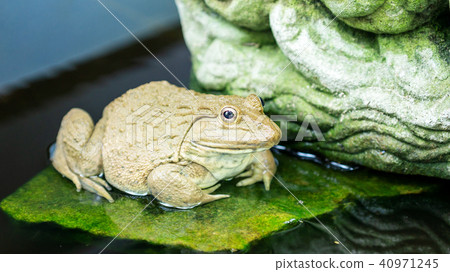 One frog in a pond. 40971245