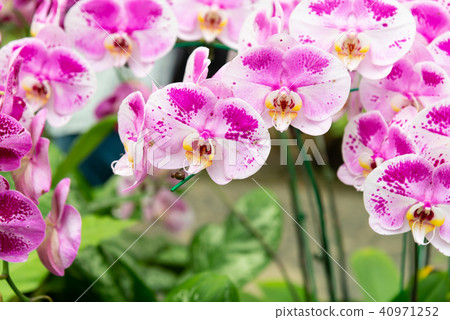 士林官邸蘭花展 士林官邸らん展 Moth Orchid 蝴蝶蘭 Phalaenopsis 胡蝶蘭 士林官邸蘭花展 士林官邸らん展 Moth Orchid 蝴蝶蘭 Phalaenopsis 胡蝶蘭 40971252