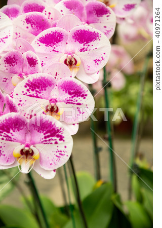 Shilin official orchid exhibition Shilin official exhibition Moth Orchid Phalaenopsis Phalaenopsis 40971264