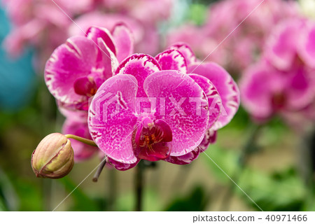 Shilin official residence orchid exhibition Taiwan Shilin official exhibition Moth Orchid Phalaenopsis Phalaenopsis Hu Dielan Shilin official residence orchid exhibition Taiwan Shilin official exhibition Moth Orchid Phalaenopsis Phalaenopsis Hu Dielan 40971466