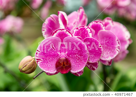 Shilin official residence orchid exhibition Taiwan Shilin official exhibition Moth Orchid Phalaenopsis Phalaenopsis Hu Dielan Shilin official residence orchid exhibition Taiwan Shilin official exhibition Moth Orchid Phalaenopsis Phalaenopsis Hu Dielan 40971467
