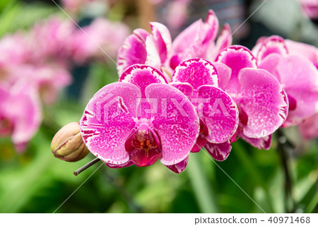 Shilin official residence orchid exhibition Taiwan Shilin official exhibition Moth Orchid Phalaenopsis Phalaenopsis Hu Dielan Shilin official residence orchid exhibition Taiwan Shilin official exhibition Moth Orchid Phalaenopsis Phalaenopsis Hu Dielan 40971468