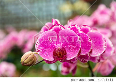Shilin official residence orchid exhibition Taiwan Shilin official exhibition Moth Orchid Phalaenopsis Phalaenopsis Hu Dielan 40971514