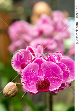 士林官邸蘭花展 台湾士林官邸らん展 Moth Orchid 蝴蝶蘭 Phalaenopsis 胡蝶蘭 40971550