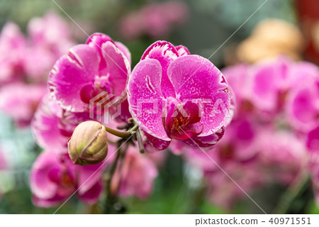 Shilin official residence orchid exhibition Taiwan Shilin official exhibition Moth Orchid Phalaenopsis Phalaenopsis Hu Dielan 40971551
