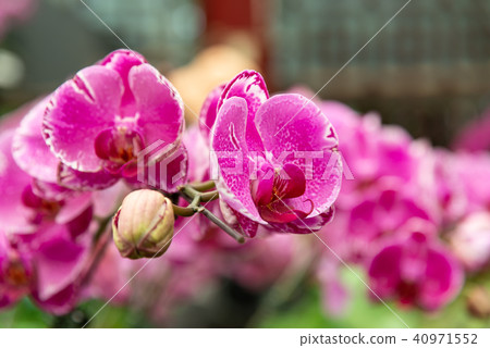 Shilin official residence orchid exhibition Taiwan Shilin official exhibition Moth Orchid Phalaenopsis Phalaenopsis Hu Dielan 40971552