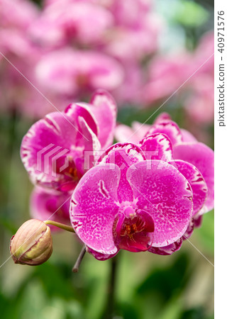 士林官邸蘭花展 台湾士林官邸らん展 Moth Orchid 蝴蝶蘭 Phalaenopsis 胡蝶蘭 士林官邸蘭花展 台湾士林官邸らん展 Moth Orchid 蝴蝶蘭 Phalaenopsis 胡蝶蘭 40971576