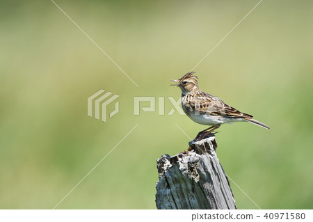 Lark of a perch 40971580