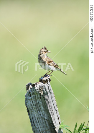 Lark of a perch 40971582
