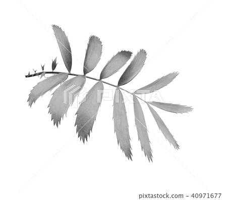 green palm leaf isolated on white background  40971677