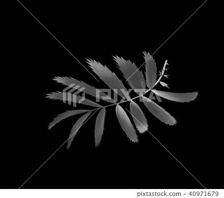 palm leaf isolated background with clipping path 40971679