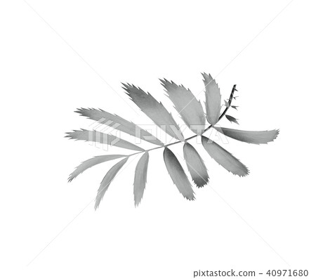 palm leaf isolated background with clipping path palm leaf isolated background with clipping path 40971680