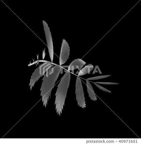 palm leaf isolated background with clipping path palm leaf isolated background with clipping path 40971681