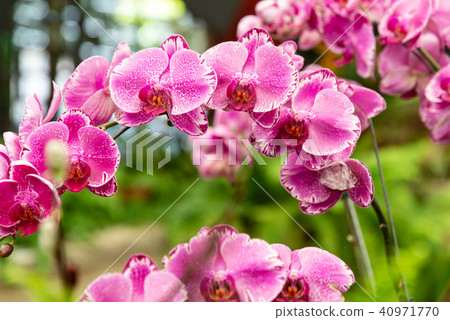 Shilin official residence orchid exhibition Taiwan Shilin official exhibition Moth Orchid Phalaenopsis Phalaenopsis Hu Dielan Shilin official residence orchid exhibition Taiwan Shilin official exhibition Moth Orchid Phalaenopsis Phalaenopsis Hu Dielan 40971770