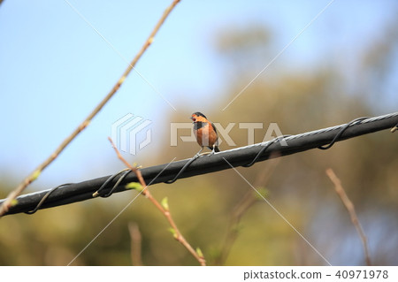 Oston Yamagara Oston Yamagara 40971978