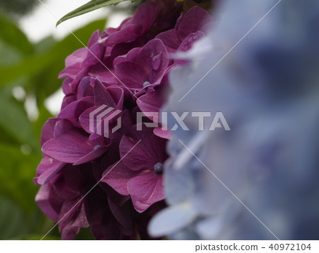 繡球花盛開 40972104