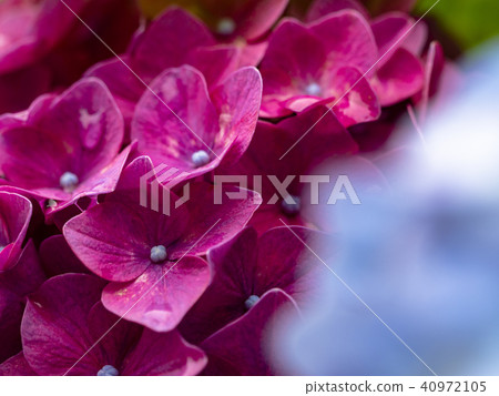 繡球花盛開 40972105