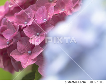 Hydrangea full bloom Hydrangea full bloom 40972106