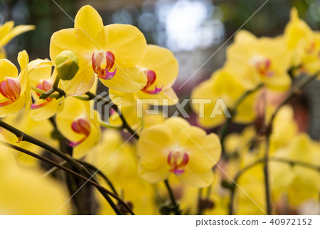 Shilin official orchid exhibition Shilin official exhibition Moth Orchid Phalaenopsis Phalaenopsis Shilin official orchid exhibition Shilin official exhibition Moth Orchid Phalaenopsis Phalaenopsis 40972152