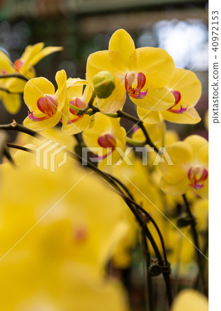 士林官邸蘭花展 士林官邸らん展 Moth Orchid 蝴蝶蘭 Phalaenopsis 胡蝶蘭 40972153