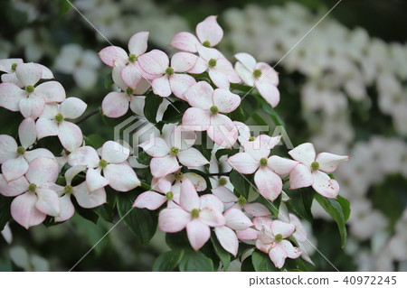 A white ladybird with a purplish color A white ladybird with a purplish color 40972245
