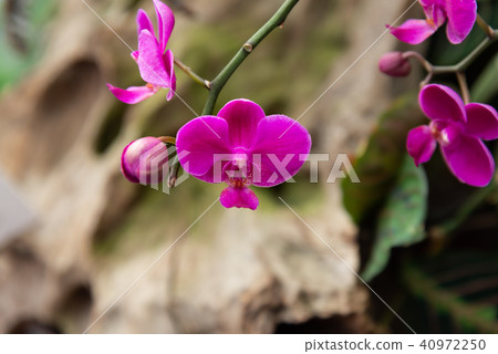 Phalaenopsis Phalaenopsis Hu Die Orchid Flower Orchid Moth Orchid Flower 40972250
